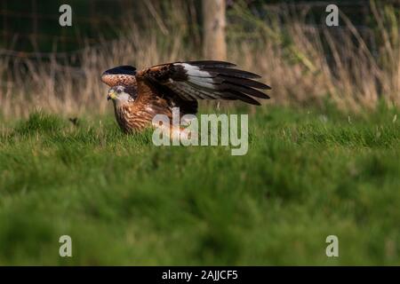 Red kites se baissant pour saisir la viande hors du sol Banque D'Images