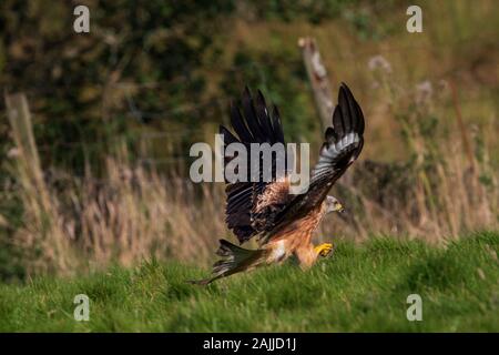 Red kites se baissant pour saisir la viande hors du sol Banque D'Images