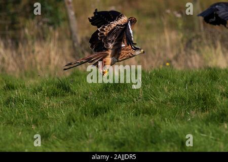 Red kites se baissant pour saisir la viande hors du sol Banque D'Images