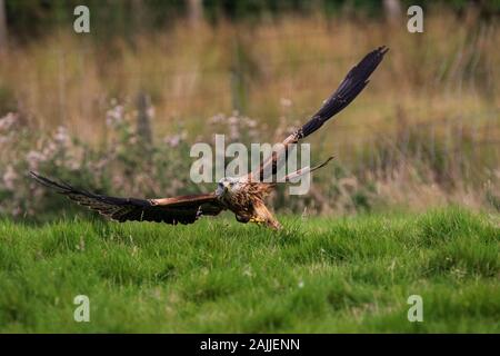 Red kites se baissant pour saisir la viande hors du sol Banque D'Images