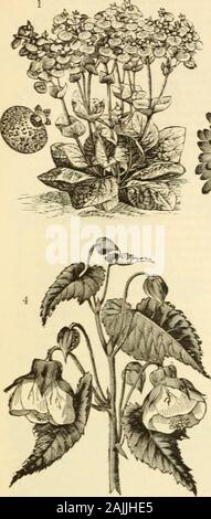 Dreer's garden : calendrier 1884 . lora Tigrina, Tal mixte. Grand-floraison, de tigered et fleurs tachées ; les meilleurs mix-ture des plus brillantes couleurs ; 20 pouces 50 Grandiflora Pumila Compacta. Les caractéristiques de cette nouvelle souche sont nain, compact, robuste, la croissance de la production des fermes immenses vaste et diversifiée de même couleur brillante et fleurs tachées ; je pied 50 *Rugosa, Mixte (.S/ZR ?^j5i$ ;)). La literie, petit-floraison ; variétés des plus belles couleurs ; 2 pieds 50 Camellia japonica, double mixte. Favourite winter-flowering, demi-hardy-houseshrubs vert. Faire tremper les graines avant de semer, comme th Banque D'Images