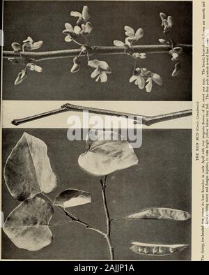 Le livre de l'arbre : un guide populaire à la connaissance des arbres d'Amérique du Nord et de leurs usages et de culture . Pour les GENRES ET ESPÈCES IMPORTANTES A. simple ; feuillage rose fleurs, pois-comme. i. Genre CERCIS, Linn. B. feuilles en forme d'coeur. (C. Canadensis) redbud BB. Feuilles en forme de rein. (C. Texensis) Texas redbud AA. Feuillage composé. Feuilles composées ; B. deux fois régulier.ch. Branches de feuillage épineux ; fleecy. 2. Genre GLEDITSIA, Linn. D. Les gousses de 12 à 18 pouces de long, pulpeux, à graines nombreuses. (G. triacanthos) locustDD au miel. Pods 4 à 5 pouces de long, sans pulpe, à graines nombreuses. (G. Texana) miel texan locu Banque D'Images
