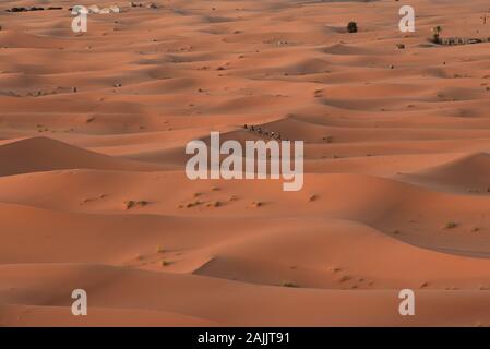 En début de matinée, les touristes se rendent sur les chameaux à travers les dunes de sable doré du désert du Sahara, Erg Chebbi, Merzouga, Maroc, Afrique du Nord. Banque D'Images