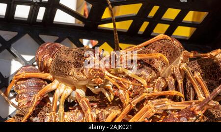 Rooiels, Western Cape, Afrique du Sud. Décembre 2019, l'ouverture de la saison de langouste et écrevisses fraîchement pêché réside dans un fishbox en plastique Banque D'Images