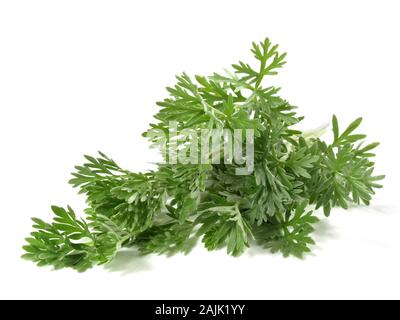 Les feuilles d'absinthe sur fond blanc Banque D'Images