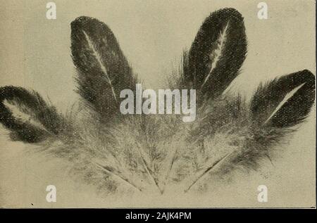 Les productions américaines originales produites Standard wyandottes, argent doré, lacé lacée, blanc, chamois et noir .. . Fig. 34-3S- MOYENNES BONNES PLUMES ARRIÈRE-ARGENT FEMELLE WYANDOTTE. de cette variété, l'artiste Sewell a fait son travail si bien inchart No 2 qu'il est inutile pour moi d'entrer dans un lengthydescription. Chaque point dans cette section est présentée à perfec-tion dans le tableau. Il y a une aile parfaite avec tous les featheras il devrait l'être, et comme vous les trouverez sur un bien-. Banque D'Images