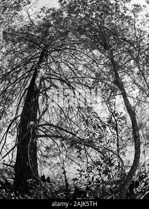 Conroe, TX USA - 11/15/2019 - Arbres colorés de l'automne par le lac 1 en B&W Banque D'Images