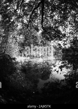 Conroe, TX USA - 11/15/2019 - Arbres colorés de l'automne par le lac 2 en B&W Banque D'Images