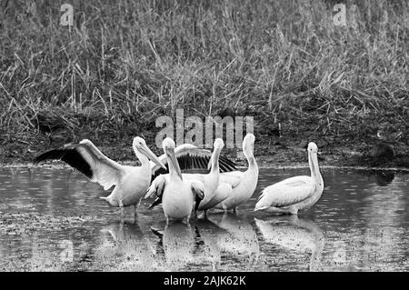 Spring TX USA - 01--06-2016 - Cinq pélicans blancs dans un étang en B&W Banque D'Images