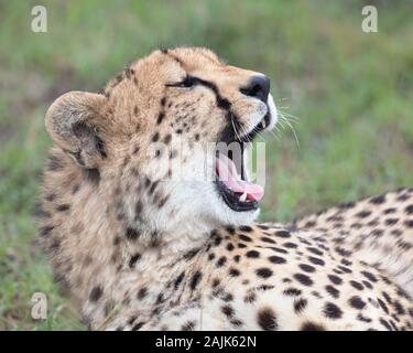 Close up d'un bâillement cheetah Banque D'Images