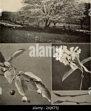 Le livre de l'arbre : un guide populaire à la connaissance des arbres d'Amérique du Nord et de leurs usages et de culture .  ? Je mh &Lt ; # &**. Le service-BERRY (Amelanchier canadensis) " Un spécimen labourée se répand comme un pommier. Les fleurs apparaissent en avril avant les feuilles se répandre. Le fruit est une baie juteuse, qui les oiseaux de l'amour. Il est venu en Juin Banque D'Images