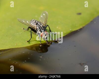 Mouche à viande (Sarcophaga sp.) eau potable à partir d'un étang de jardin tout en se tenant sur une feuille de nénuphar, Wiltshire, Royaume-Uni, juillet. Banque D'Images