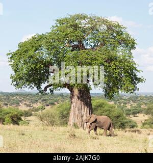 La marche des éléphants adultes passé un baobab dans le parc national de Tarangire montrant l'ampleur de son tronc Banque D'Images