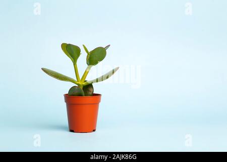 Petite plante dans un pot sur un fond bleu. La croissance et le développement, l'écologie et de l'environnement concept. Copier l'espace. Banque D'Images