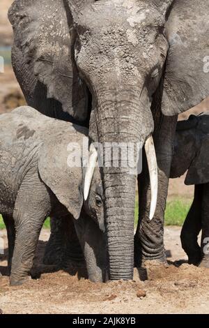 Mère et son petit éléphant creuser pour l'eau dans un lit de rivière à sec en Tanzanie Banque D'Images