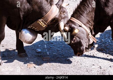 Close up of swiss vaches Herens combats face à face. Zinal, Anniviers, Valais, Suisse Banque D'Images