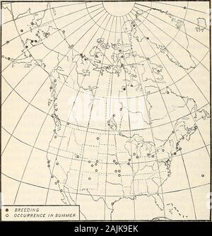 Répartition et migration des goélands de l'Amérique du Nord et de leurs alliés . l'été de 1904 ing (faible).Les oeufs ont été trouvés par Collinson à Cambridge Bay, et l'espèce iscommon à abondante comme une source sur les rives de la baie Liverpool andFranklin, Mackenzie (MacFarlane). Il n'a pas été foundnesting sur l'une des îles de l'Arctique en deux hémisphères, bien qu'elle pris le nord jusqu'à Walker Bay (Collinson, Wellington Channel(Sutherland), et du Prince Régent (Sabine). Il a été trouvé com-mon à Igloolik, sur la presqu'île Melville, mais n'a apparemment pas breednear là. Il n'est pas non plus certain qu'il niche au point Banque D'Images