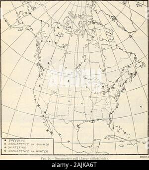 Répartition et migration des goélands de l'Amérique du Nord et leurs alliés . distinction doit être faite pour les ofBonapartes entre sa maison d'été de goélands et de son aire de reproduction, puisque beaucoup de cette espèce restent tout l'été comme nonbreedersfar au sud du district dans lequel ils nichent. Des œufs ou des nids ou à part entière de l'ONU les jeunes ont été trouvés à quelques endroits seulement. Cette gullbreeds abondamment dans le nord du Mackenzie dans la région autour de FortAnderson (MacFarlane), et de là, vers l'ouest jusqu'à Fort Yukon et lavis de Yukon, à Noulato (Dall), les seuls endroits en Alaska où le bulletin 58 Ministère de l'agricult Banque D'Images