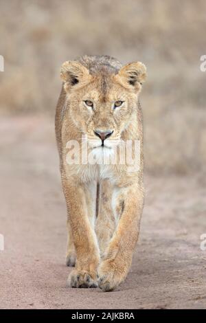 La marche des Lionnes et regardant directement vers l'appareil photo en Tanzanie Banque D'Images