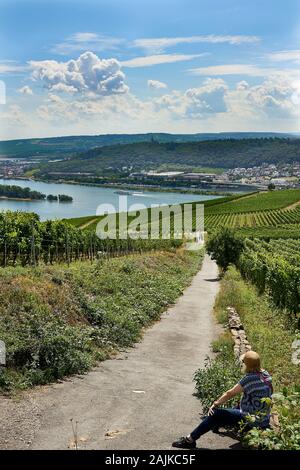 Le randonneur féminin a vue sur les vignobles et le Rhin tout en faisant de la randonnée sur le sentier Rheinsteig, une destination populaire pour les amateurs de plein air. Banque D'Images