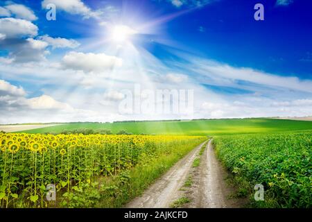 Champ de tournesol et sun en bleu ciel clair. Banque D'Images