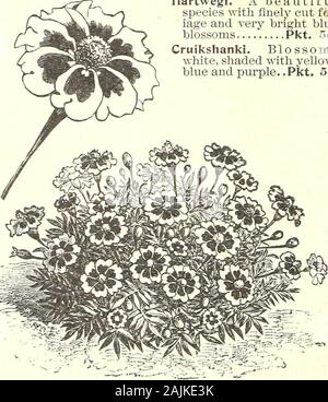 Annuel 1908 de semences . Bien MAWGOLD Lupin Lychnis Lantana comme arrière-plan à d'autres la croissance inférieure-ing annuelles. Vivace ; environ trois pieds de hauteur. Regani. Une beauté si j'^Kspecies VAith couper finement fe*viage et très lumineux fleurs bleu Pkt. 5c. Cruikshanki. BlossomsAvhite. ombré de jaune, bleu et violet. .Pkt. 5c.. Marigold, Légion d'honneur, les fleurs sont brillamment colorées dans andborne highand grappes environ trois pieds frais continuer longtemps. Hardyperennials.Chalcedonica. QLondon Pride). Écarlate ; deux pieds liigh Pkt. 5c. Les variétés vivaces fleuriront la première y Banque D'Images