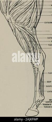 La modélisation ; un guide pour les enseignants et les élèves . :UNEIFORMUNCIFORM Fig. 43.-Fore-Leg. Aspect antérieur. L'ostéologie. frontière extérieure de l'humérus épicondyle ci-dessus : (i.) Le bacille sur surface antérieure de l'extrémité supérieure ofprincipal métacarpe. Cakpi kadialis (fléchisseurs des fléchisseurs interne du métacarpe) (o.) epitrochlea :(i) d'extrémité supérieure. de métacarpien rudimentaire interne. ExiENSOR COMMtJNls DIGITORUM(partie antérieure de l'extenseur de phalanges) (o.) partie inférieure de la frontière extérieure de l'humérus, le radius de tubérosité andsuperior externe : (i.) Le tendon se divise en deux parties, les grandes surfaces inséré dans theanterior Banque D'Images