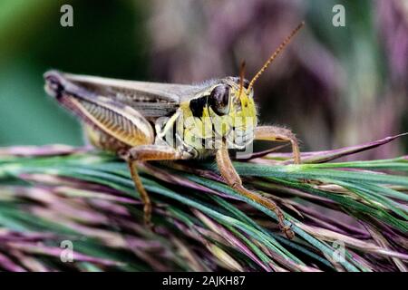 Grande sauterelle perché sur les branches d'arbres à feuilles persistantes ou de pin dans mon jardin Banque D'Images
