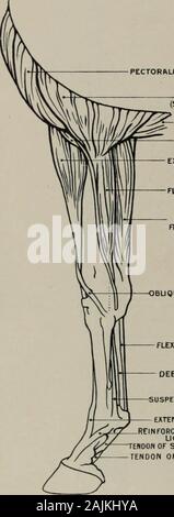 La modélisation ; un guide pour les enseignants et les élèves . L'écriture cunéiforme-UNCIFORM Fig. 39.-Fore-Leg. Aspect postérieur. L'ostéologie. phalanges. Extensor digitorum communis (extenseur antérieur 01 phalanges) (o.) inferiorpart de frontière extérieure de l'humérus, externe et supérieure de tubérosité rayon : (i.) tendondivides en deux parties, la plus grande et inséré dans les surfaces de phalanges antérieure, l'smallerunites avec tendon du muscle extenseur digiti minimi. Subi court fléchisseur superficiel flexorof.le sig (phalanges) (o.) epitrochlea ; i.) deuxième phalange. Cubital postérieur (muscle) carpiulnaris (o.) epicondyle : i.) pa Banque D'Images