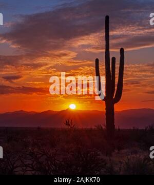 AZ dynamique sunrise avec lone Lone Saguaro Cactus ossature et rayons de soleil Banque D'Images