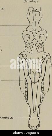 La modélisation ; un guide pour les enseignants et les élèves . UASTOIDO riUMERALISSTERNO-modélisation-mastoïdienne axe 51-- ATLAS INFRAHYOID PAROTIDO-MUSCLES Glande parotide RAMUS AURICULARIS OFINFERIOR MAXILLARYZYGOMATICUS MAXILLAIRE SUPÉRIEUR MASSÉTERS MYLO MAJEUR-MAXILLO-LABIAL HYOÏDE BUCCINATOR Maxillaire inférieur ou mandibule. La proéminence de CHINORBICULARIS ORIS Fig. 35.-Tête. L'aspect inférieur. Les PIÈCES JOINTES DES MUSCLES Mastoido-humeralis (origine) face postérieure du crâne et transverse de l'atlas :(insertion) de l'humérus. Sterno-mastoïdien (o. ) Sternum : (i) par un tendon sur l'angle de la mâchoire inférieure, et par une aponévrose à mas Banque D'Images