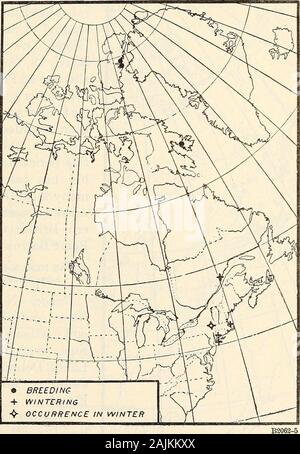 Répartition et migration des goélands de l'Amérique du Nord et leurs alliés . ish Columbia,Août 26, 1889, et a été noté le 28 novembre 1888 (Brooks), et a également été observée au lac Okanagan, Colombie-Britannique(Brooks). Plusieurs cas sont connus de ses navires suivants tous les wayfrom la côte californienne à Hawaii. KUMLIENS GULL. Larus kumlieni Brewster. Peu est connu de la distribution ou les mouvements migratoires ofKumliens gull. Le type a été prise le 14 juin 1878, le CumberlandSound, où l'espèce communément imbriqués (Kumlien). Il était arrivé de goélands d'AMÉRIQUE DU NORD ET LEURS ALLIÉS. 29 dès qu'ouvrir Banque D'Images