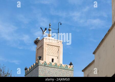 Deux cigognes blanches (Ciconia ciconia) - un battant et un dans le nid en haut de minaret de la mosquée Al-Hamra (ou Mosquée rouge) à Fes (fez), Maroc Banque D'Images