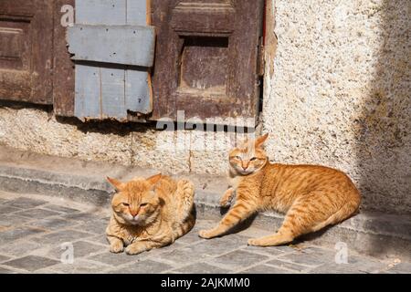 Deux chats rouges à poil dur qui coutent sur le sol et qui regardaient tout droit, Fes (Fez), Maroc Banque D'Images