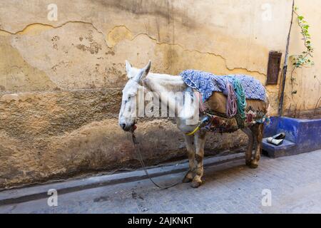 Un cheval recouvert d'une couverture (ou un tapis) debout dans la rue en médina de Fès (fez), Maroc Banque D'Images