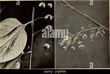 Le livre de l'arbre : un guide populaire à la connaissance des arbres d'Amérique du Nord et de leurs usages et de la culture, wer . un vase, en forme de calice à 4 lobes, avec deux stigmasprotruding. Lobes du calice charnu de fruits, entourant seule graine;ensemble spike s'unit pour former un agrégat des fruits, doux, juteux, darkpurplish rouge. Habitat privilégié, riche bien drainé. Dis-contribution, l'ouest du Massachusetts au sud de l'Ontario, le Michigan, le Nebraska, le Kansas, au sud de la Floride et du Texas. Utilisations : Woodused en fûts et pour l'escrime. Un arbre digne pour l'ornement, mais rarement planté. Les Chinois (mulberry Morus alba), avec blanc f Banque D'Images