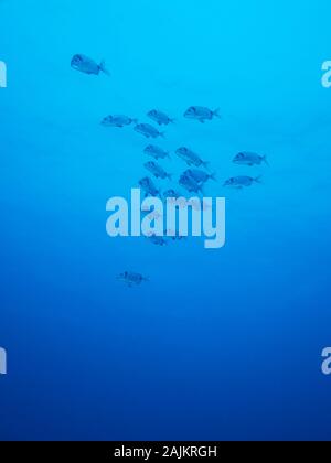 Deux communes de la dorade (Diplodus vulgaris bagués) École de poisson dans le Parc Naturel de Ses Salines (Formentera, Pityusic, Îles Baléares, Espagne) Banque D'Images