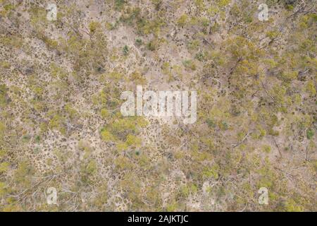 Vue aérienne d'une régénération des arbres après un feu de brousse en Australie du Sud Banque D'Images