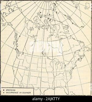 Répartition et migration des goélands de l'Amérique du Nord et leurs alliés . à Rensselaer Bay (Kane), tout au long de l'EllesmereIsland, et au sud à la partie nord de la Terre de Baffin à Port Bowen (Parry). À l'ouest, il est beaucoup moins commun mais a beenfound à l'ouest du port de reproduction plus blanches (Parry) et à la partie nord-est de l'île Prince Patrick (MChntock). Gamme hiver.-Dans l'hémisphère oriental la mouette wintersjust au sud de sa maison d'été, et des gammes de là vers le southto la France. Il se retire presque entièrement à cette saison de theWestern hémisphère, à l'exception d'un oiseau occasionnel Banque D'Images