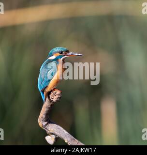 Une femelle kingfisher debout sur une succursale dans le parc national de la vallée de gazelle, Jérusalem, Israël Banque D'Images