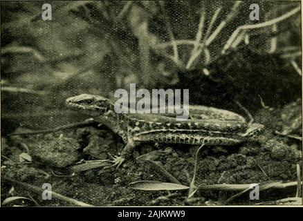 L'histoire de la vie : les lézards et leur distribution locale dans les îles Britanniques . tion est courte et profonde, élément qui était depuis ces lézards peuvent parfois être seenbasking aux beaux jours d'hiver, avant leur regularappearance au début du printemps. ^ impHes Comme son nom spécifique, le lézard des murailles belongsto la même famille-la comme l'greenlizard-Lacertidae, la commune, et les vivipares hzard sandlizard. Le lent-worm est le seul n'est pas specieswhich britannique de cette famille. Cette famille d'Lacertida^,ou le vrai des lézards, comme on les appelle, se compose de près d'une vingtaine de genres, avec environ une hundredspecies Banque D'Images