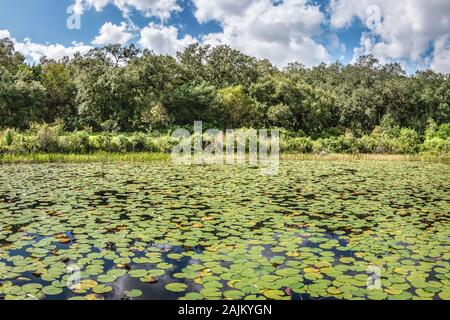 Water Lily paysage, le Parc National des Everglades, en Floride. Banque D'Images