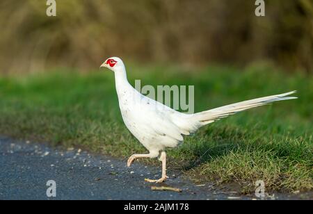 Leucistic blanc ou le faisan. (Nom scientifique : Phasianus colchicus) Rare chez un homme politique Faisan de Colchide, orienté vers la gauche, traverser un r Banque D'Images