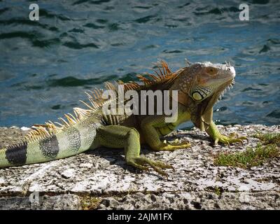 Iguane sauvage dragon avec de belles couleurs vertes et brunes au repos dans la lumière du soleil à Rocky sur les plages de Floride. Seul reptile détaillée libre, océan atlantique i Banque D'Images