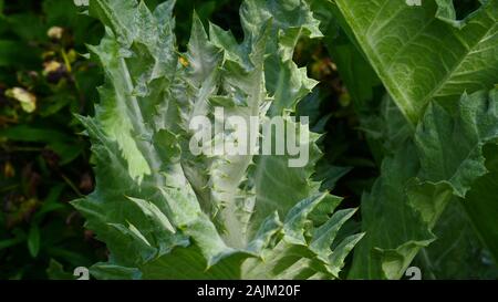Onopordum acanthium chardon écossais, les jeunes feuilles des plantes Banque D'Images