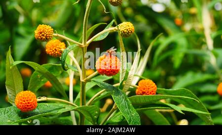 Buddleja globosa, Orange Ball Tree Banque D'Images