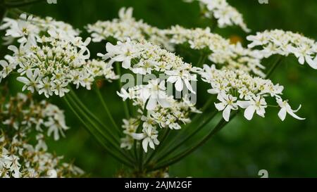 Umbellifer, Heracleum sphondylium, fleurs de Lacy blanches, hogweed, gros plan Banque D'Images