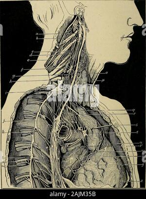 La physiologie de la circulation dans les plantes : dans les animaux inférieurs, et dans l'homme : être un cours de conférences prononcées au hall des chirurgiens au président, les fellows, etc du Collège royal des chirurgiens d'Édimbourg, à l'été 1872 et les ventricules oreillettes .. Quelques des branches formant le plexus cardiaque superficiel et passbackwards apparaissent sur la face postérieure du coeur ; le «certaine nombre de branches à partir du débit cardiaque profonde plexuspassing avant pour figurer sur la face antérieure du coeur.Il est tout à fait exact de dire que la surface et la substance des ventricules et une theauricles Banque D'Images