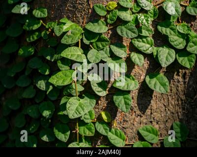 Gros plan de beaucoup de Ficus pumila sain sur un mur à Taipei, Taïwan Banque D'Images