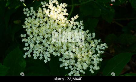 Sambucus, Elder, Elderflower, gros plan de fleurs, cluster, utilisé pour la médecine, la cuisine, l'arôme Banque D'Images